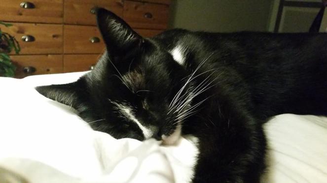 22491487_10154763416442373_1790841529337132509_n